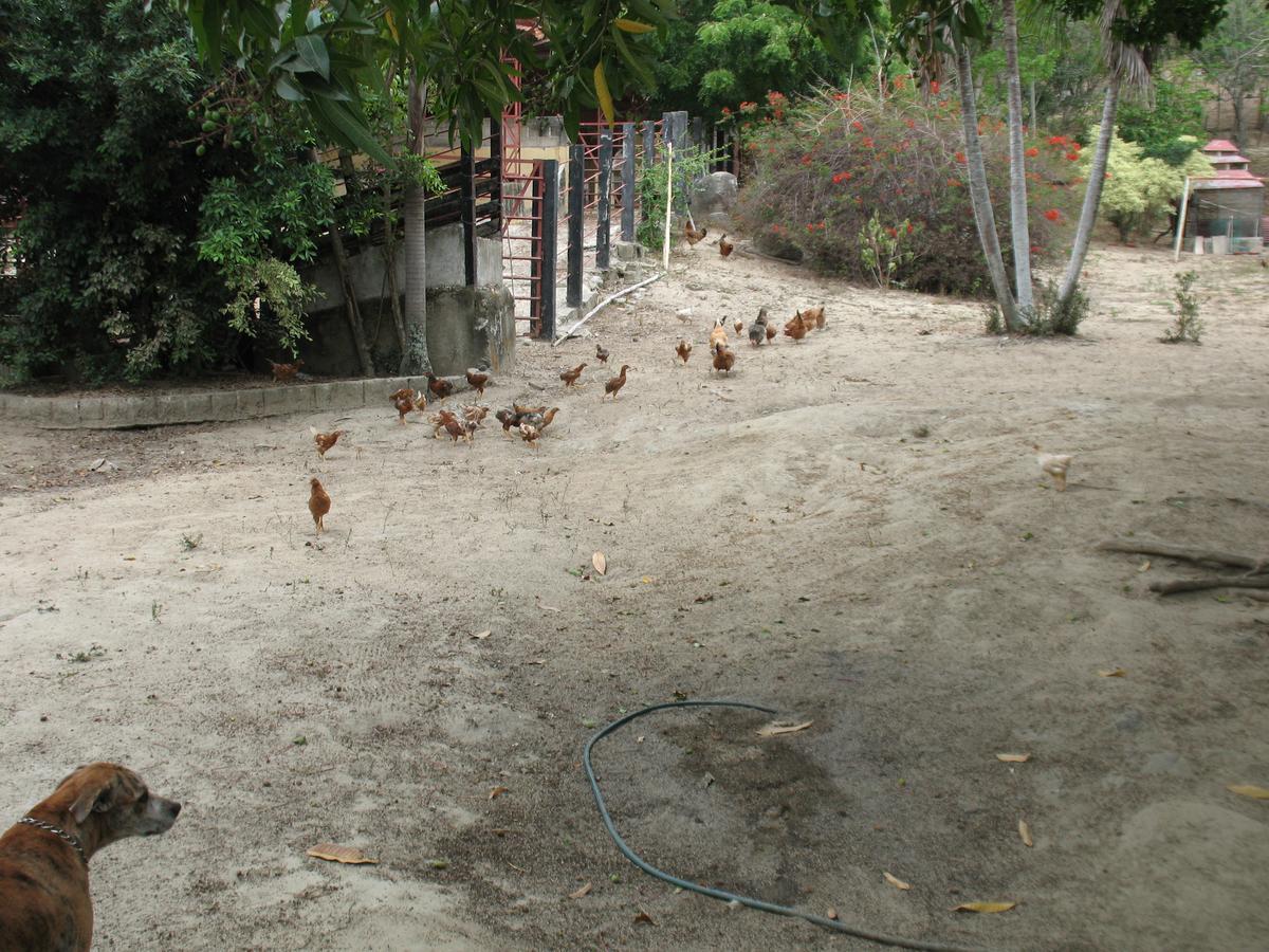 Hostel Finca La Gordita Calabazo  外观 照片